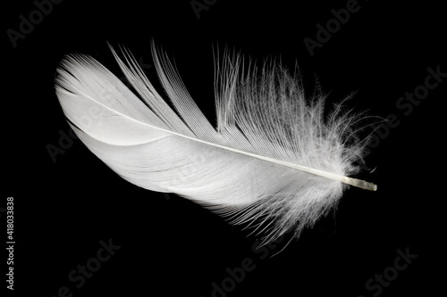 white duck feathers isolated on black background