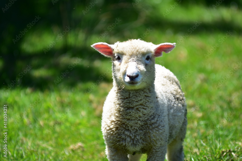 Inquisitive lamb with cute face and fur like wool looking straight into camera lens. Inquisitive lamb with cute face and fur like wool looking straight into camera lens.