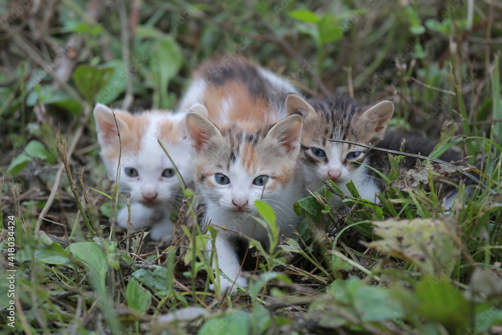 Cute little homeless kittens on the street in summer. Cute little homeless kittens on the street in summer.