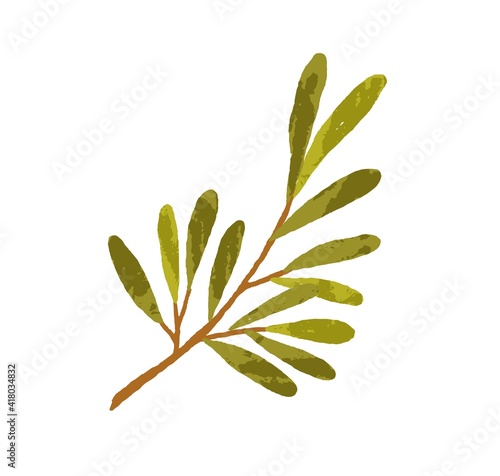 Tree branch with long green leaves. Hand-drawn twig of foliage plant. Botanical element for decoration. Colored flat textured vector illustration of fresh greenery isolated on white background