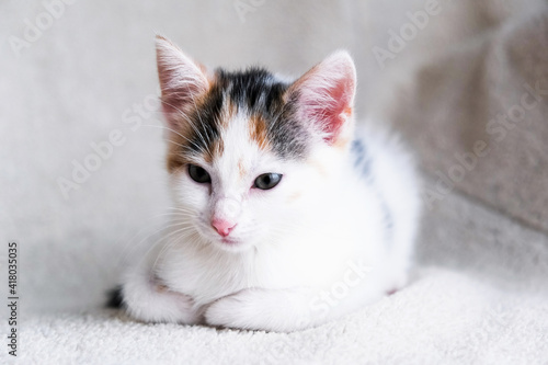 Portrait of a cute, adorable tricolor kitten on a light armchair or bed. Taking care and taking care of pets. Copy space