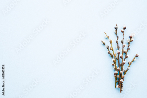 Fresh fluffy willow twigs on light blue table background. Pastel color. Empty place for positive, inspirational, sentimental text, quote or sayings. Top down view. Closeup.
