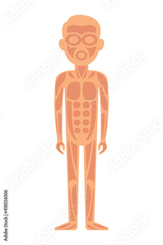 Anatomy of man muscular system - anterior view