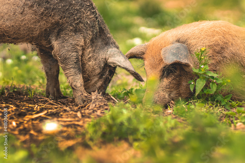 Piglets of the Hungarian mangalitsa walk in a meadow among daisies. Piglets in a field among green grasses