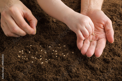 Toddler hand taking seeds from young adult mother palm and planting tomatoes in soil. Closeup. Preparation for garden season in early spring. Front view. © fotoduets