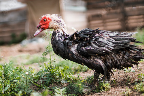 Wet drake dries feathers on green grass