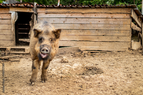 Wild boar in rural. Boar in dirt