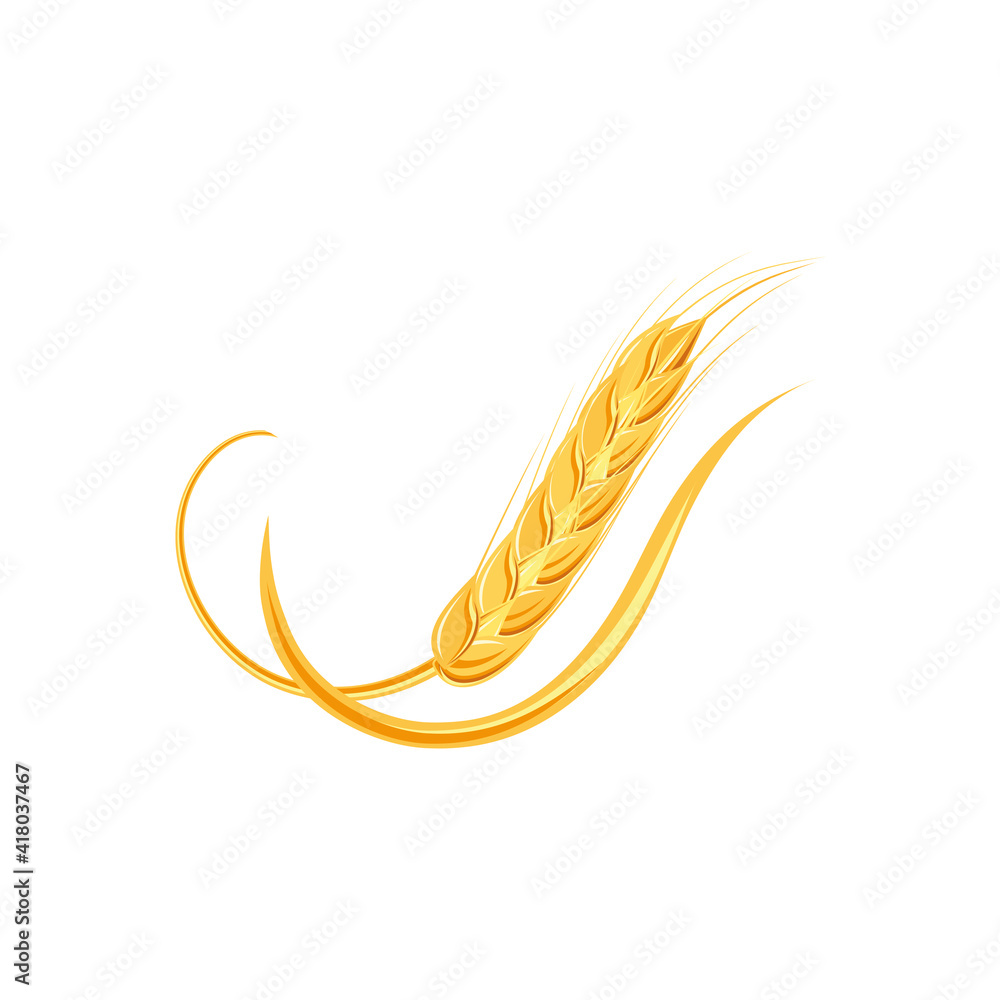 Ears of wheat or rice. Agricultural wheat spikelets symbols isolated on white background. Organic farm, crop seed bread packaging or beer label. Wheat spikelets vector