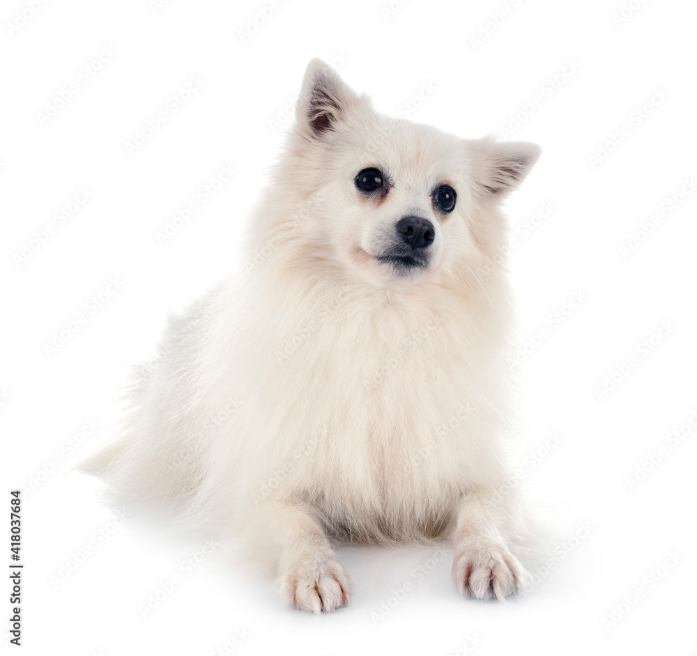Obraz premium Japanese Spitz in studio