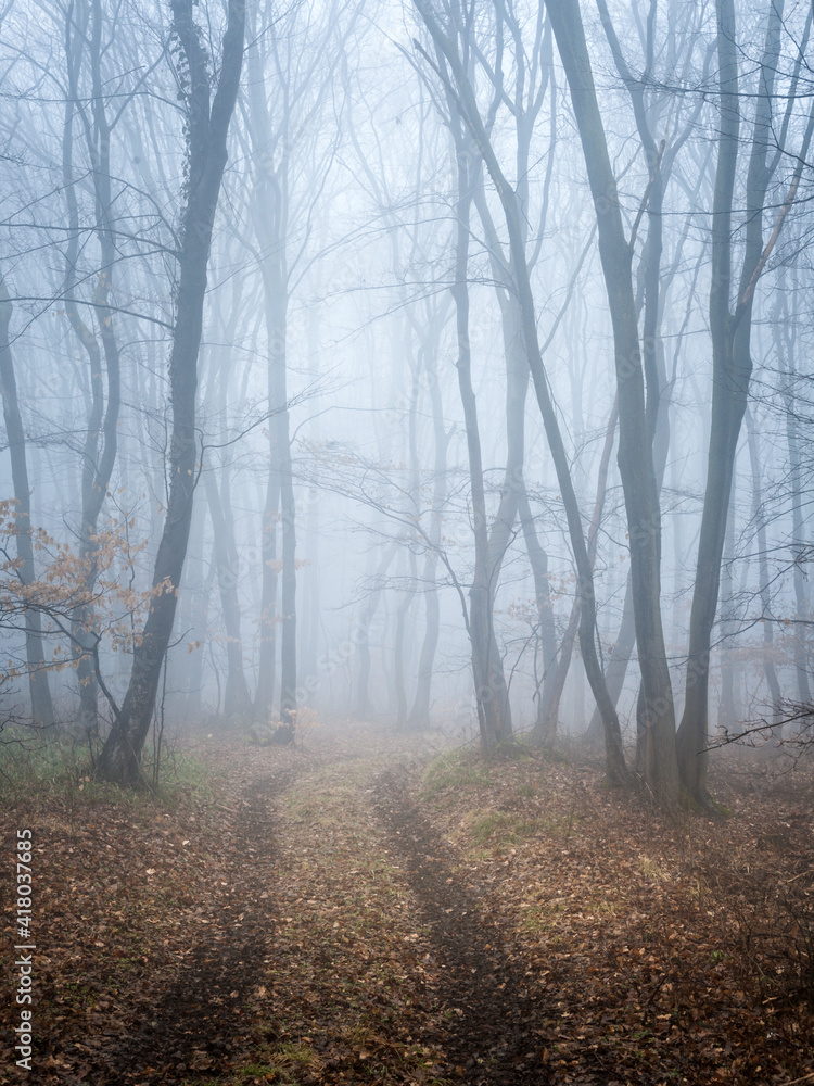 Foggy forest with path in winter - obrazy, fototapety, plakaty 