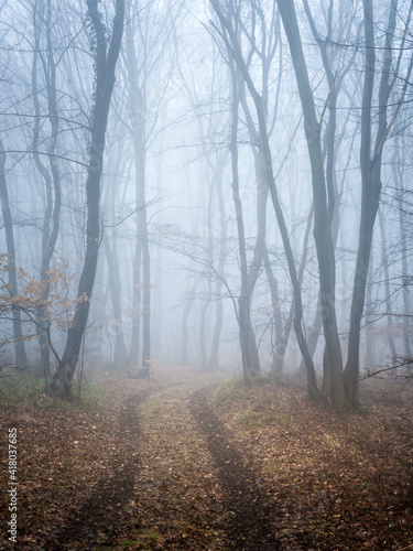 Foggy forest with path in winter