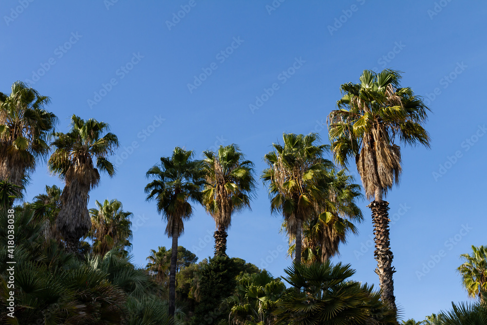 Livistona chinensis, Chinese fan palm, palm group with blue background, landscape concept