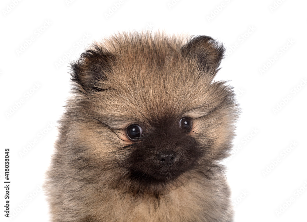 puppy pomeranian in studio puppy pomeranian in studio
