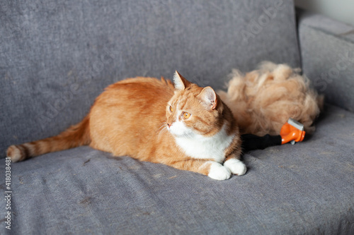 a ginger red cat on a gray couch next to a pile of his fur after combing out with a furminator. Seasonal molt