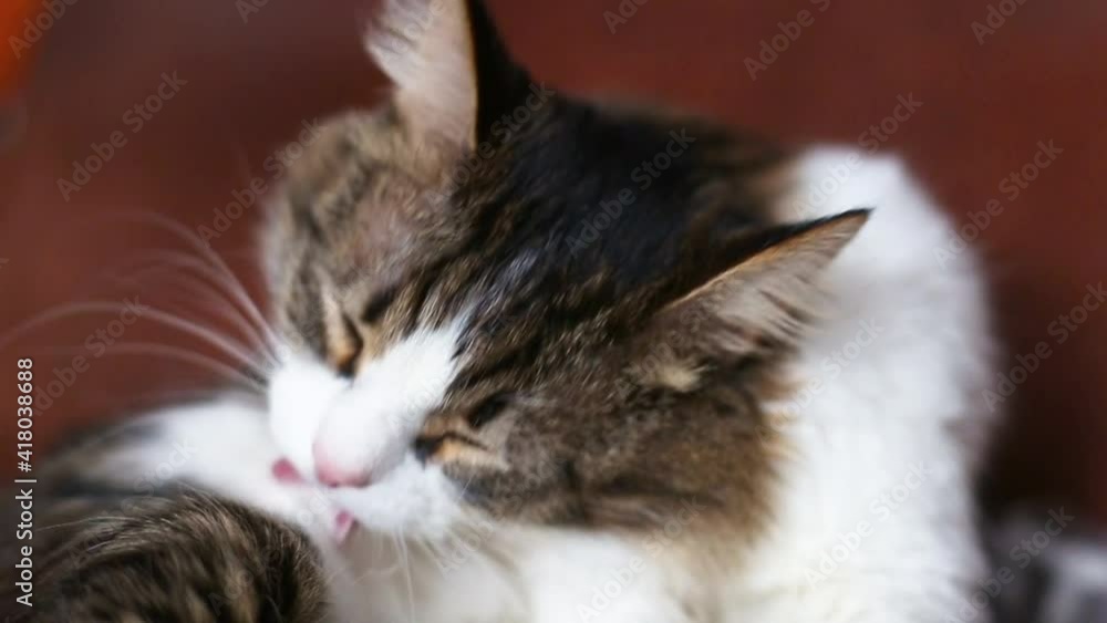 A beautiful domestic cat licks its fur while lying on the couch. The fluffy cat is washing. Keeping pets A beautiful domestic cat licks its fur while lying on the couch. The fluffy cat is washing. Keeping pets