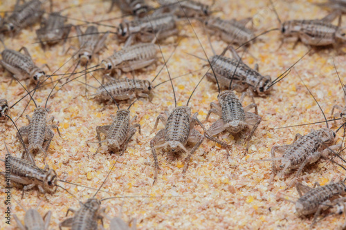 cricket farming. 25 days after birth.