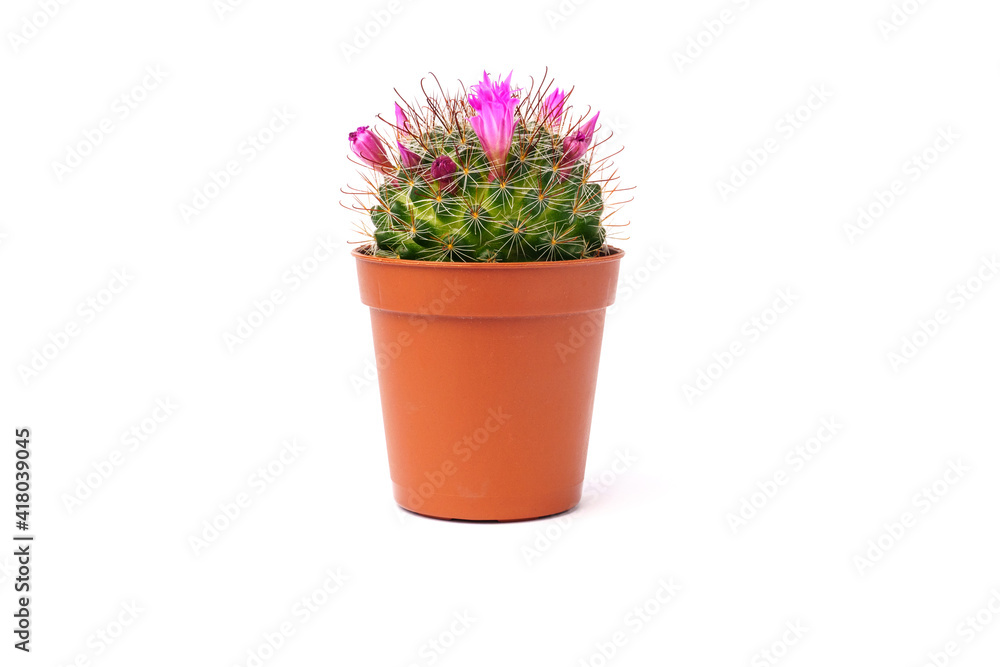 Blooming cactus in brown pot isolated on white