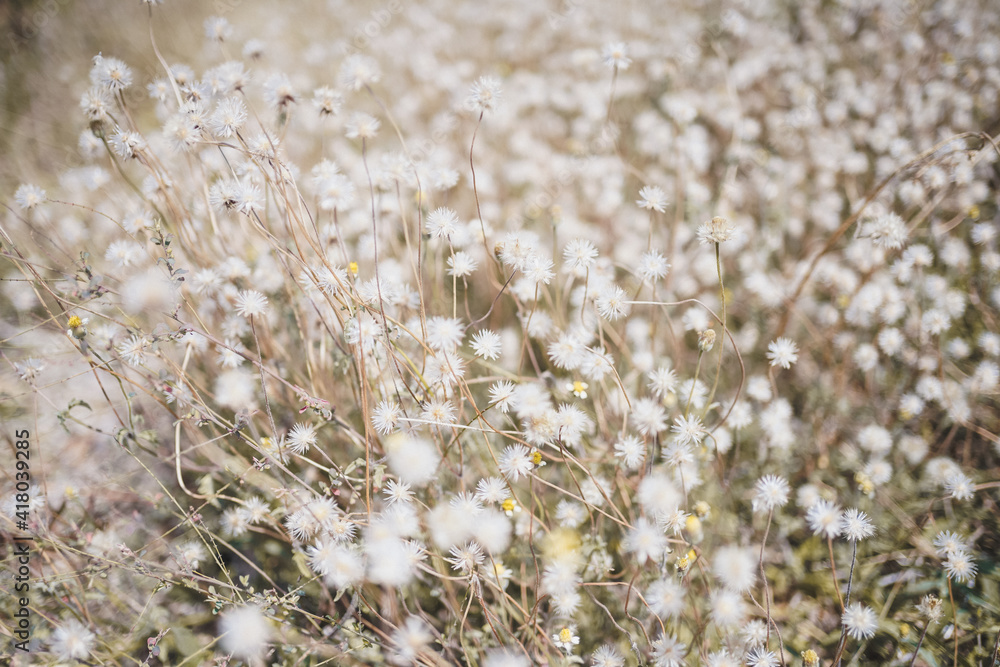 dry mexican daisy flower field dry mexican daisy flower field