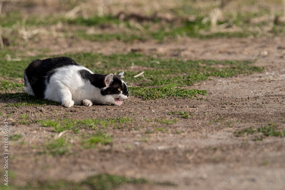 ハンター　獲物を狙う猫　白黒猫