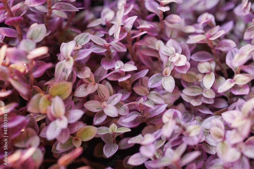 Fototapeta premium callisia repens pink lady plant 