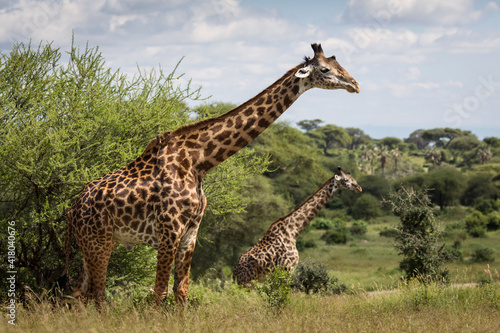 Beatiful girrafe during safari in Tarangire National Park  Tanzania..