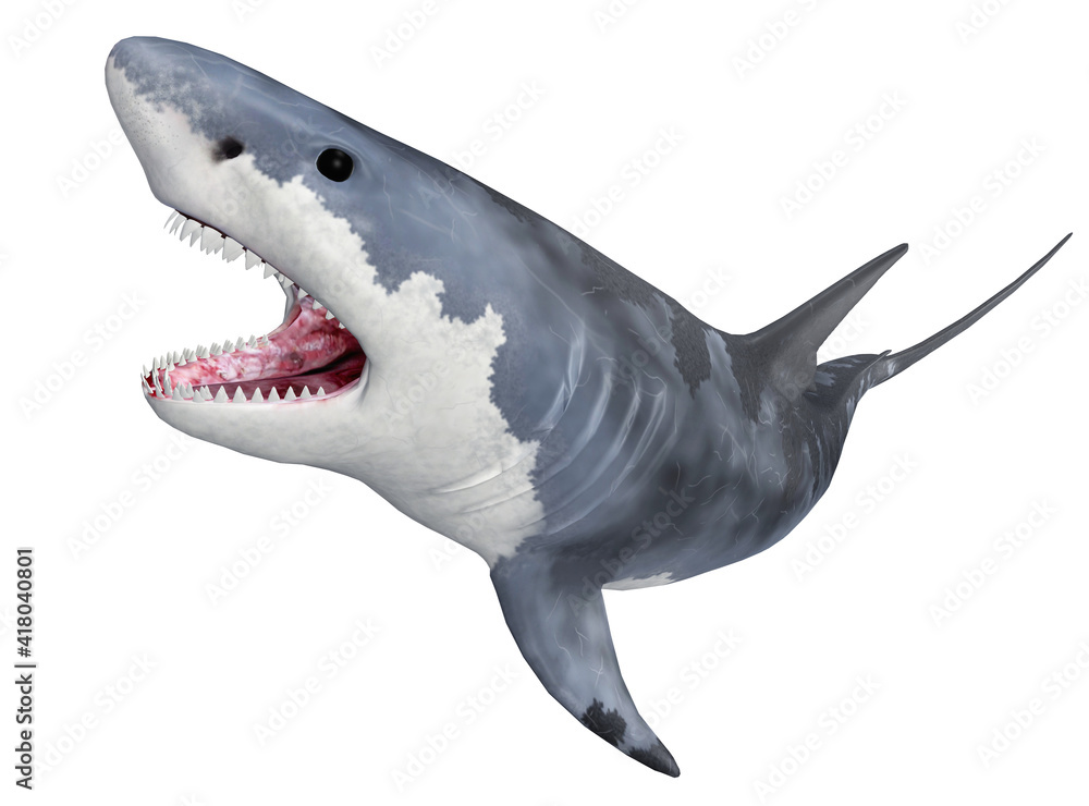 Fototapeta premium Weißer Hai, Freisteller