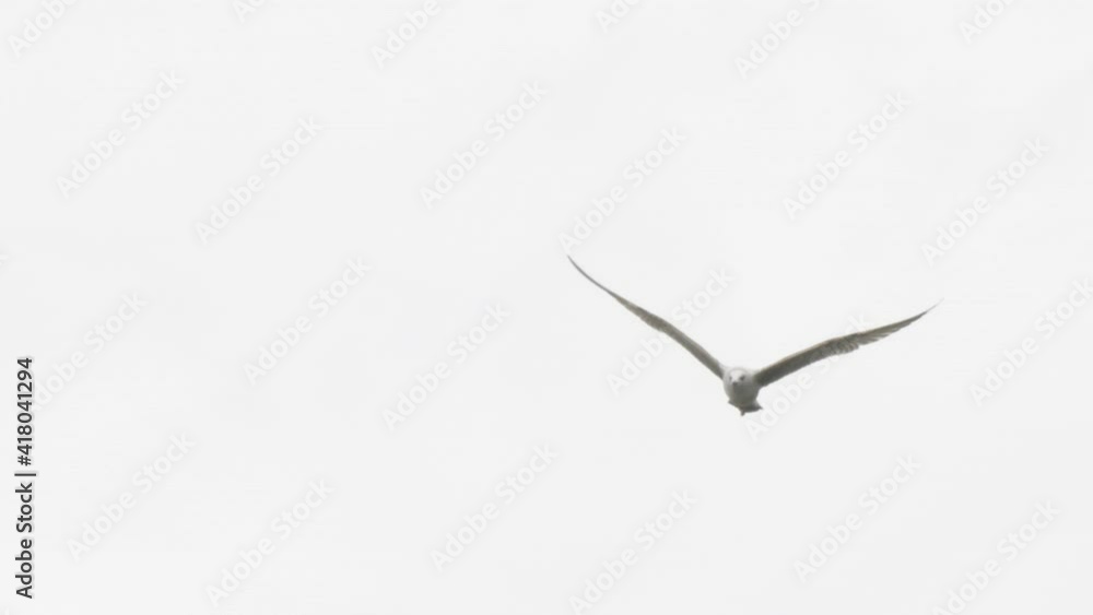 Seagull flies over Sochi city. Sea bird in flight. Russia. Seagull flies over Sochi city. Sea bird in flight. Russia.