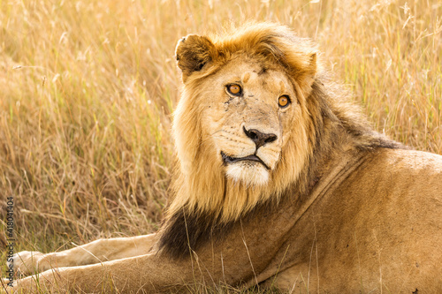 Closeup of a lion resting in the grass during safari in Serengeti National Park  Tanzania. Wild nature of Africa..