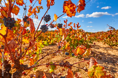 Vineyards plantation in Utiel Requena. Harvest time. Spanish viticulture photo