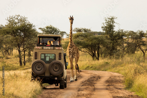 Giraffe with trees in background during sunset safari in Serengeti National Park, Tanzania. Wild nature of Africa. Safari car in the road.