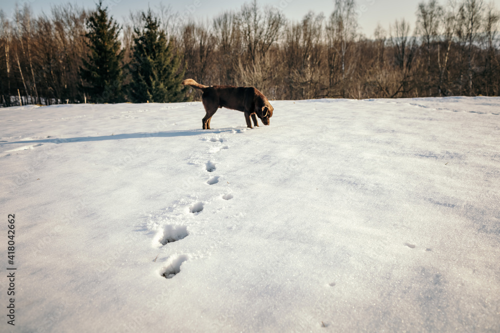 A person riding a horse on the side of a snow covered field A person riding a horse on the side of a snow covered field
