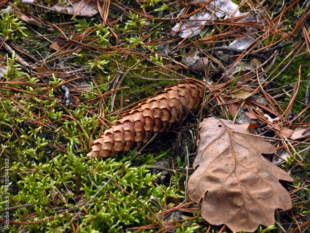 cones on the ground cones on the ground