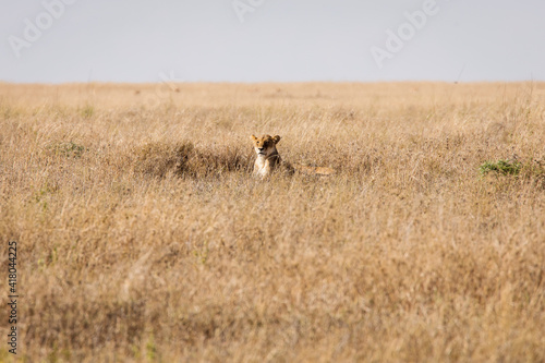Closeup of a lioness resting in the grass during safari in Serengeti National Park, Tanzania. Wild nature of Africa..