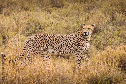 Cheetah in the grass during safari at Serengeti National Park in Tanzania. Wild nature of Africa..