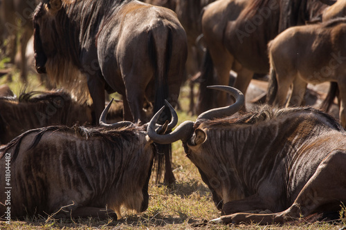 Group of wildebeasts during safari in National Park of Serengeti, Tanzania. Wild nature of Africa. photo