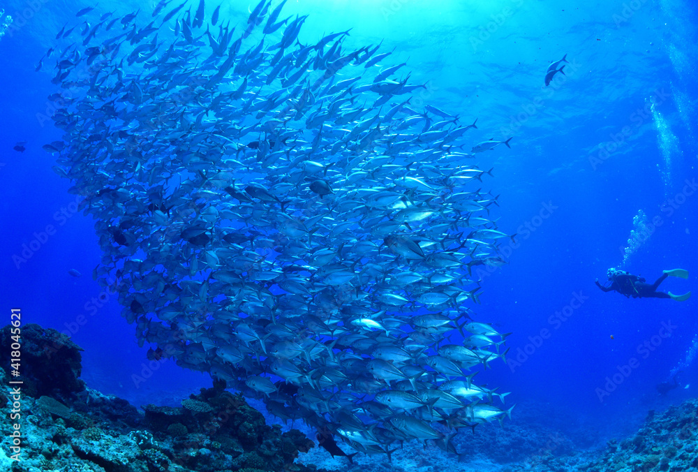 Naklejka premium 沖縄、粟国島のギンガメアジとダイバー