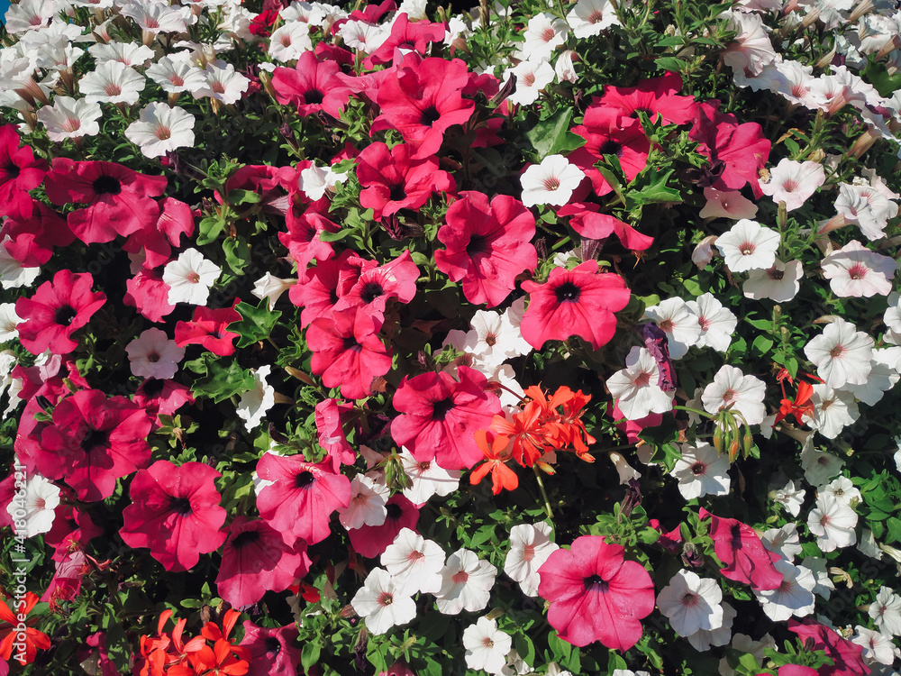 Pink and white petunias grow tightly against each other. Natural background, top view.
