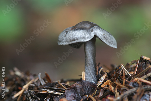 Canvas-taulu Lyophyllum rancidum, known as rancid greyling, wild mushroom from Finland