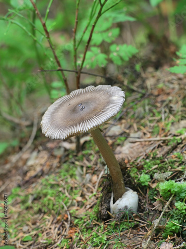 Amanita battarrae, a species of ringless amanita, wild mushroom from Finland