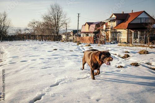 A house covered in snow a Labrador