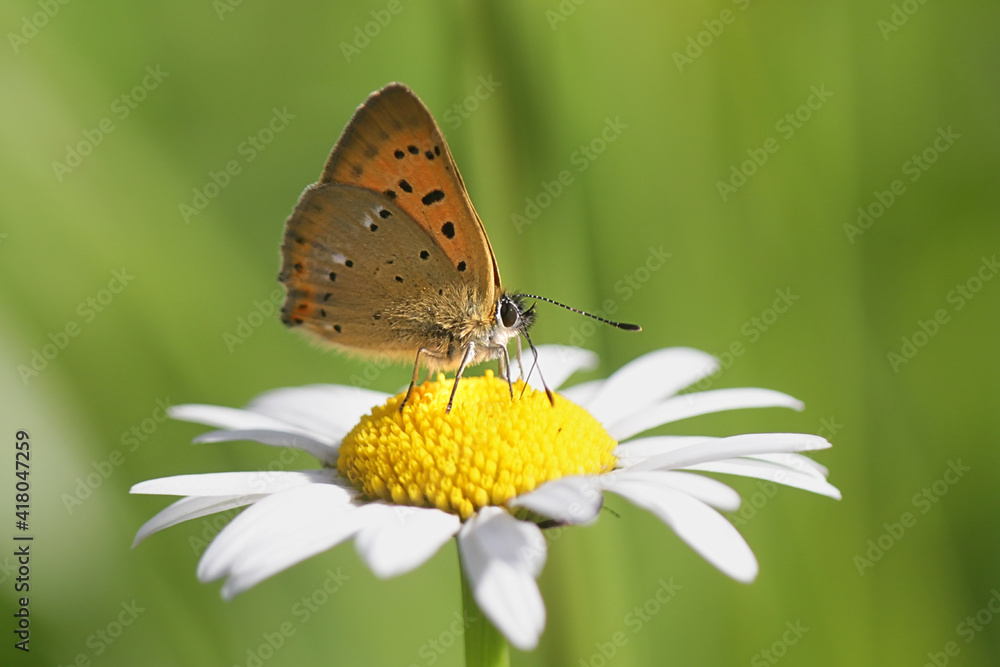Lycaena virgaureae, known as scarce copper, a butterfly from Finland Lycaena virgaureae, known as scarce copper, a butterfly from Finland