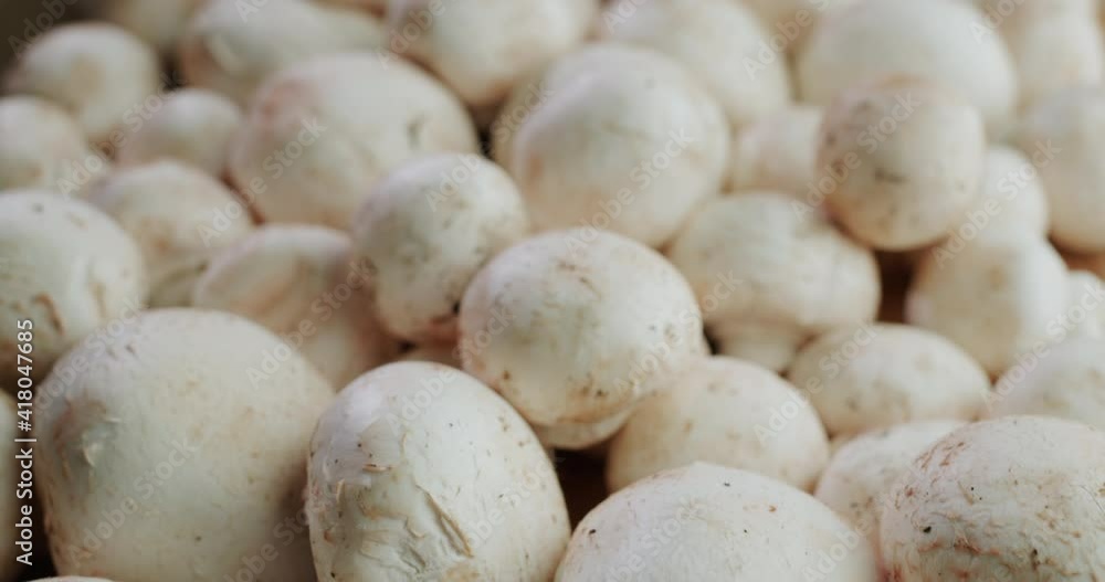 Fresh mushrooms are on the table. Slider shot Fresh mushrooms are on the table. Slider shot