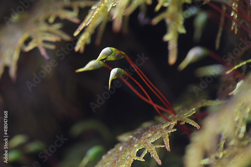 Hylocomium splendens, commonly known as glittering woodmoss, splendid feather moss, stairstep moss, and mountain fern moss photo