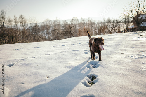 A dog walking in the snow a Labrador