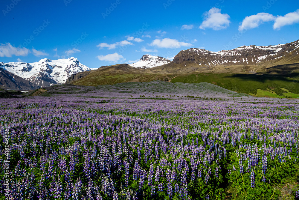 Fototapeta premium field of lupine in iceland