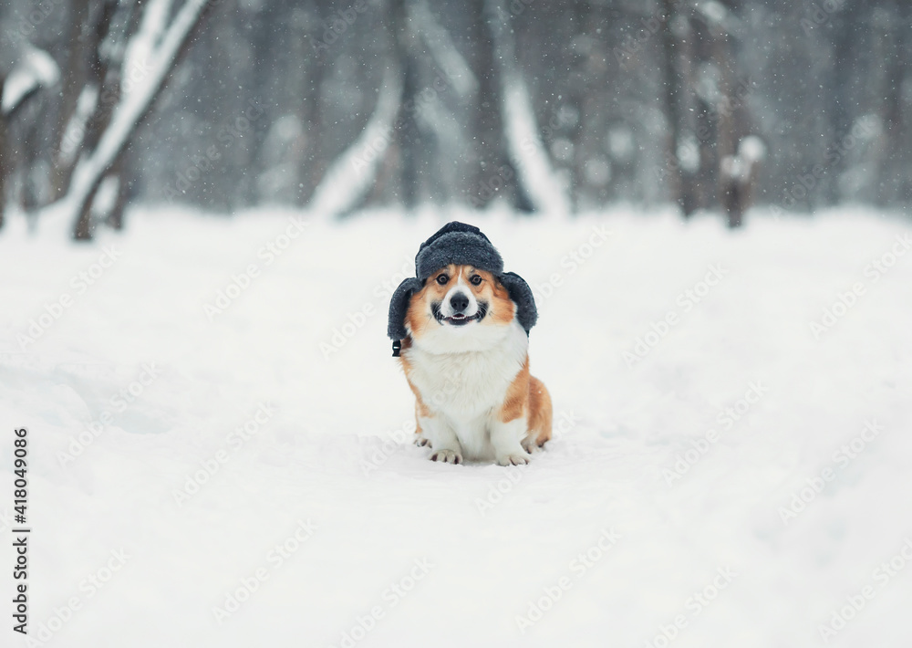 funny a corgi dog sits in a cold winter park in a warm fur hat with earflaps