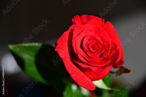 red rose with red background