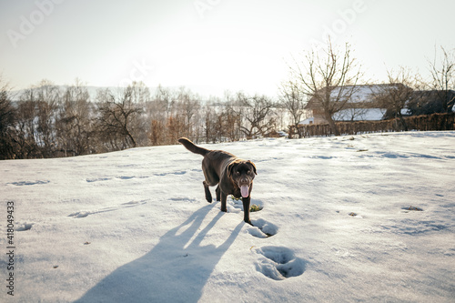Fototapeta Naklejka Na Ścianę i Meble -  A dog walking in the snow a Labrador