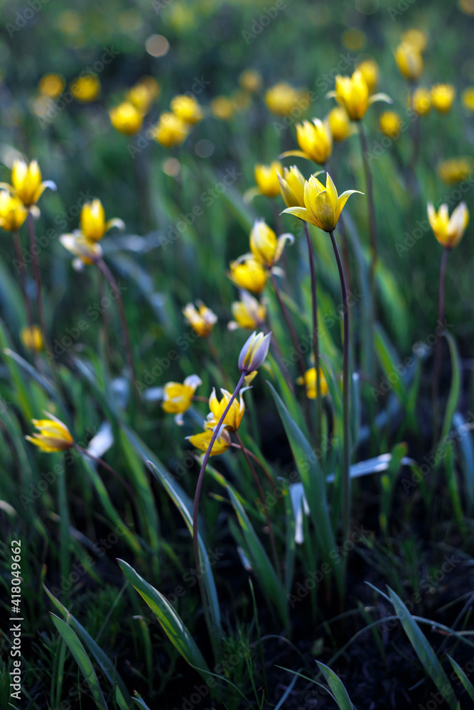 beautiful wild yellow tulips on the meadow beautiful wild yellow tulips on the meadow