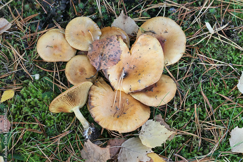 Pholiota spumosa, a scalycap mushroom from Finland with no common English name photo